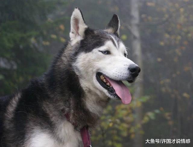 二货主人放假回家，哈士奇出奇的配合没有犯二，却不知道噩梦降临