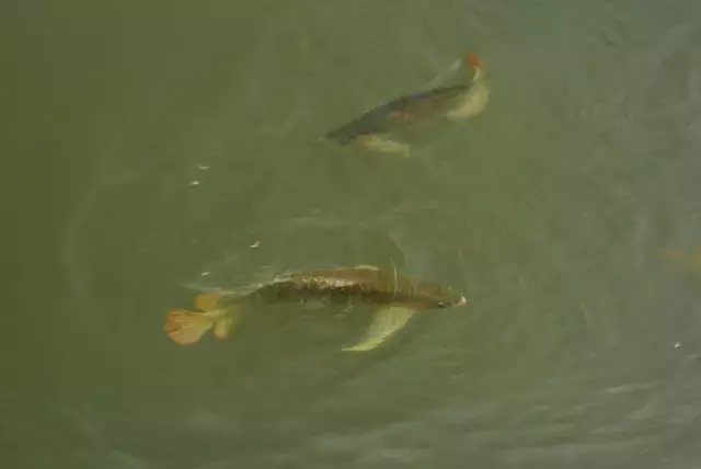 土豪家別墅后的龍魚池，滿滿都是紅龍的背影，這就是魚友的天堂啊