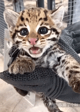 狗狗争宠，猫咪居然偷偷学习，太乖了吧