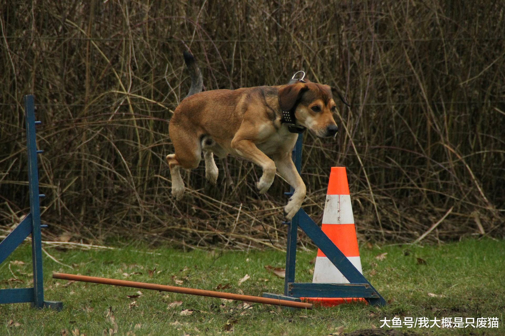 训犬技巧基础篇（一）——把狗训练的像人一样