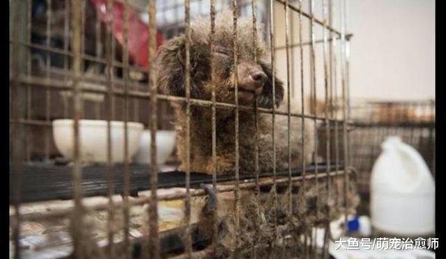 繁殖犬被關在永不見陽光的地下室內，被解救后害怕得不敢吃東西！