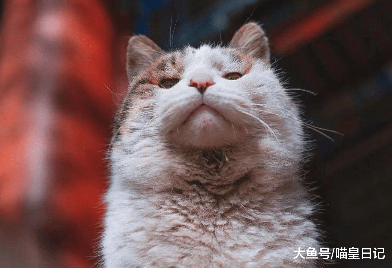 养猫小课堂：猫咪被人类摸头是友好的表现，被同类摸头是要打架！