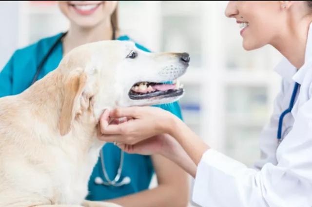 老年犬吃多了才肥胖？甲状腺功能低下也会，而且能让狗狗毛发脱光