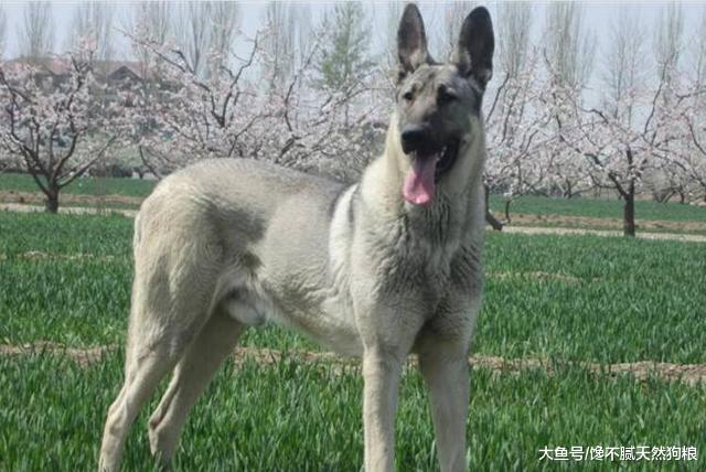 狼青犬的魅力, 养了才知道, 那是无法超越的霸气!