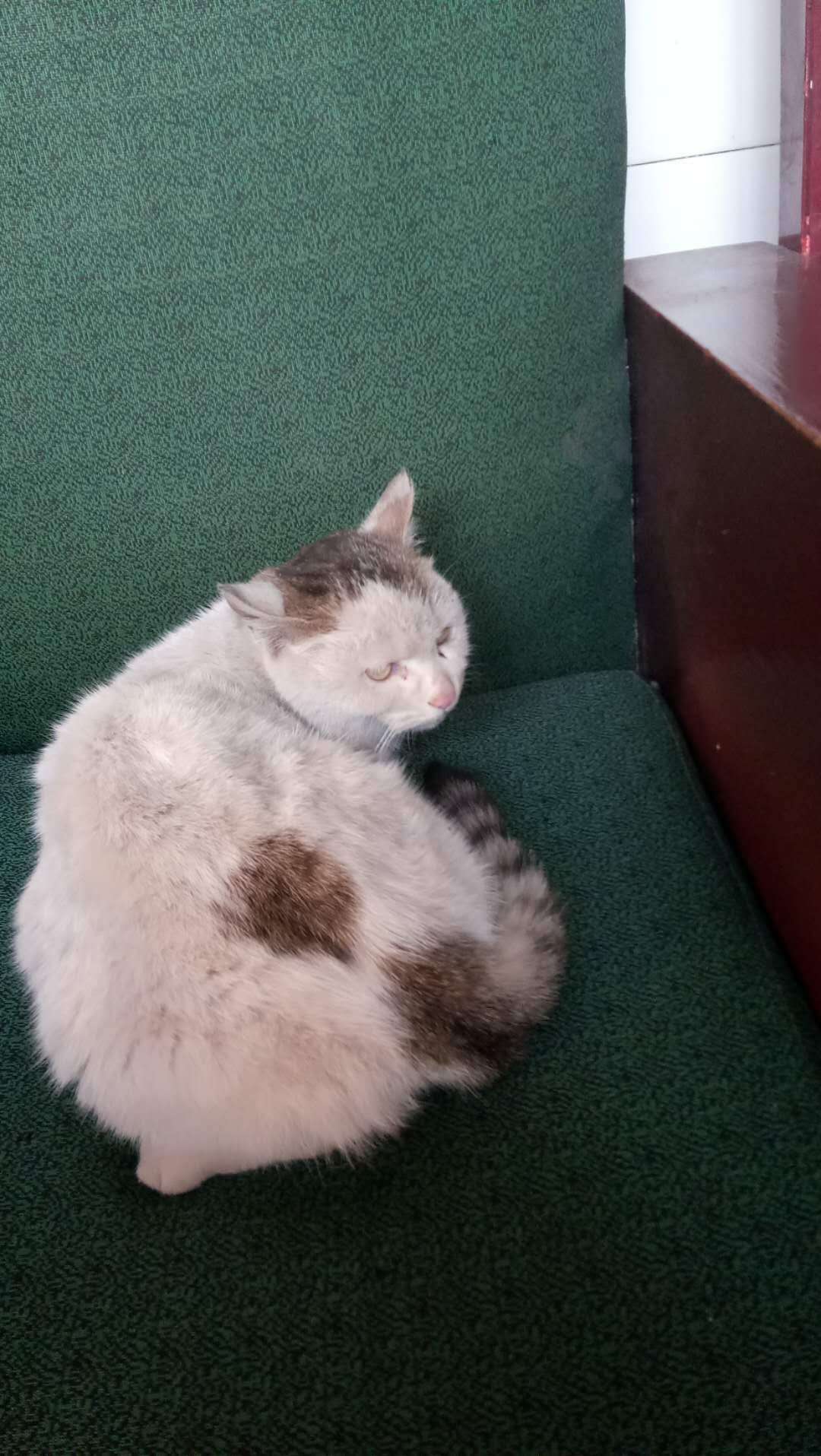 家中养一只小猫, 总能带给你乐趣, 讨厌它是不存在的