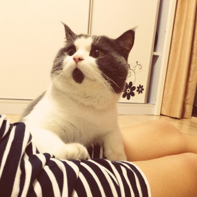 养猫必须做好的15件事情，做到13件以上，才是合格的铲屎官！