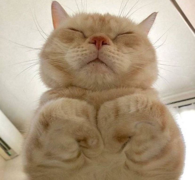 “别惹我，我挺凶哒！我的喵脸就能压扁你！”10张猫咪趣图真搞笑