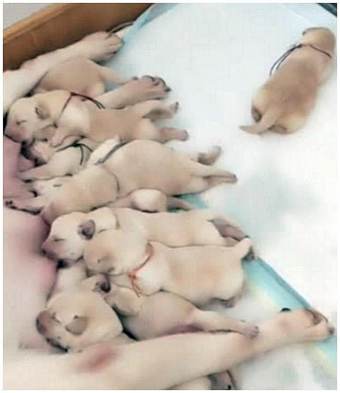 小狗狗在狗窝里嚎叫，女子觉得有点奇怪，穿好鞋过去一看不淡定了
