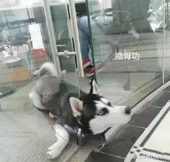 带二哈去公司上班，发现狗不见了，找到时主人皱起了眉