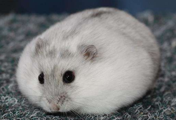 仓鼠小巧玲珑，仓鼠那么呆萌可爱，为什么很多人都不喜欢养仓鼠？