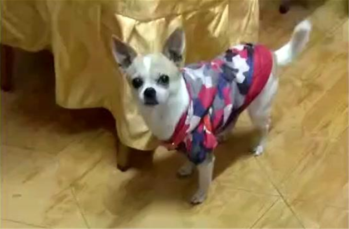 巴哥犬被吉娃娃欺负，气得两腿一蹬晕倒在地，狗：我血压有点高…