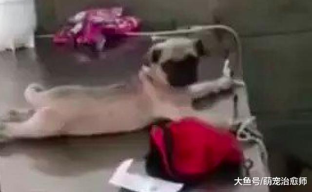 猫咪和狗被安排在同一张手术台上，它们俩还对视：好巧你也来了？