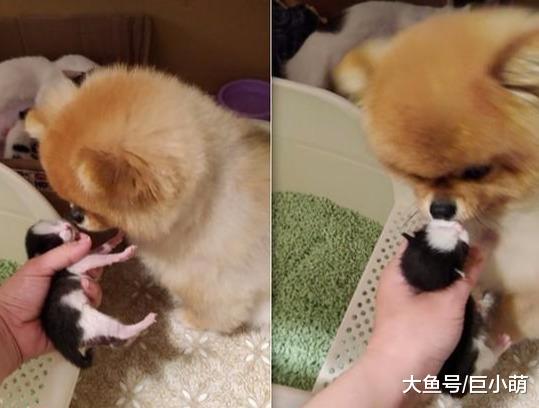 博美每天和猫猫打架，在猫咪生孩子以后，母性爆发秒变幼猫保姆