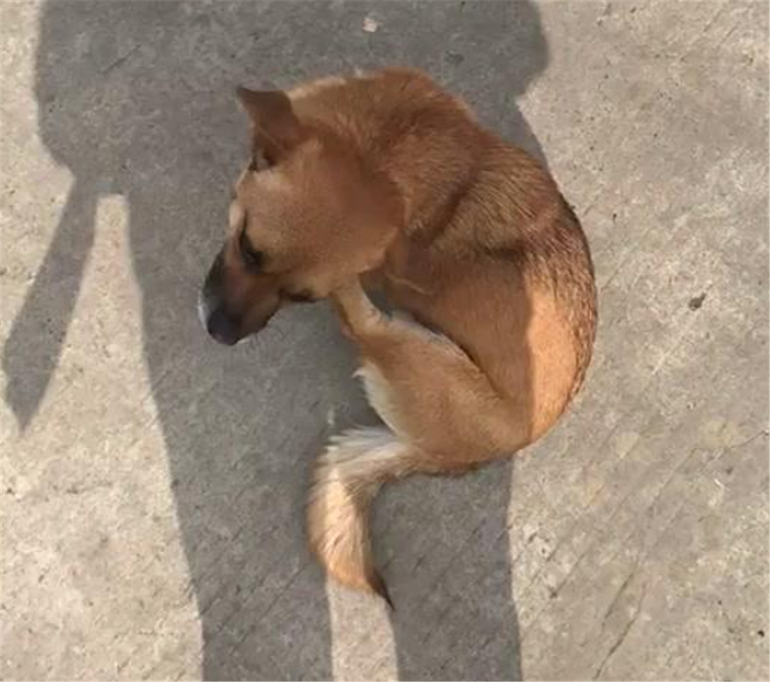 流浪狗受到学生们宠爱，躺地上吃狗粮，狗：这日子真安逸……