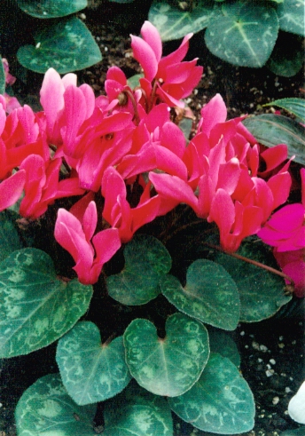 仙客来如何养护能让花经常开。这里知道来看看吧