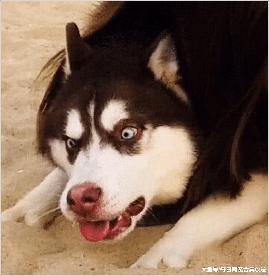 女子带哈士奇去沙滩玩，狗子刚开始很开心，结果悔的肠子都青了