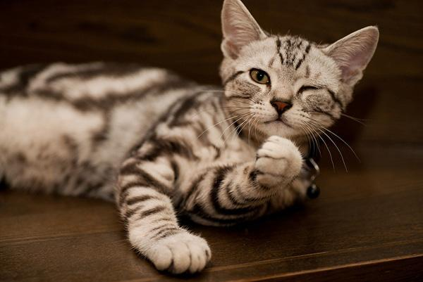 我在宠物店，买下了一只猫猫，它给我带来了很多故事