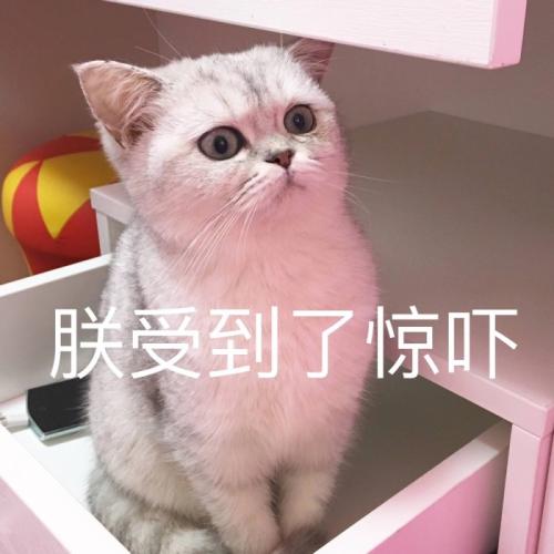 猫：铲屎的，你不能因为我掉毛就剃光光，自卑了自卑了