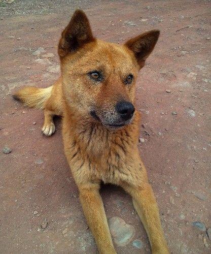 10年前他被一条狗咬断了左中指，这次还是那条狗，咬的不是手了