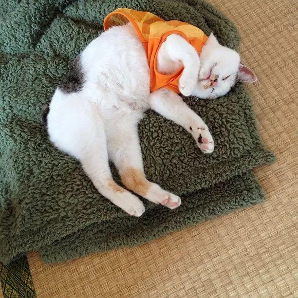 啥？！這只三花貓的裙子，比我衣柜里的還多！