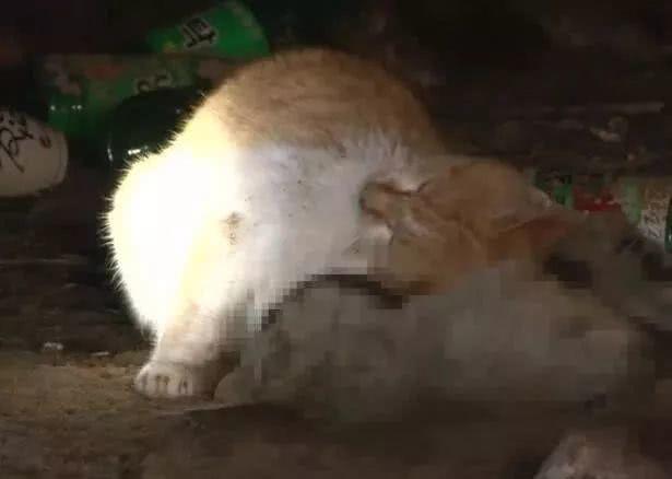 流浪猫一直躲在下水道不肯接受救助，志工钻进一看潸然泪下