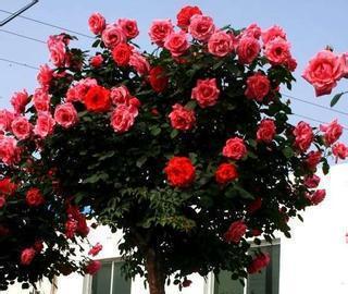 月季花的适应能力很强，也是很好养活的，但是病虫害的防治要学会