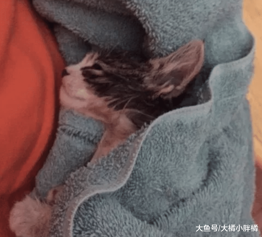 小猫因暴雨被冲进农田，大声喵叫引来路过小伙，杂草令它难以挣脱