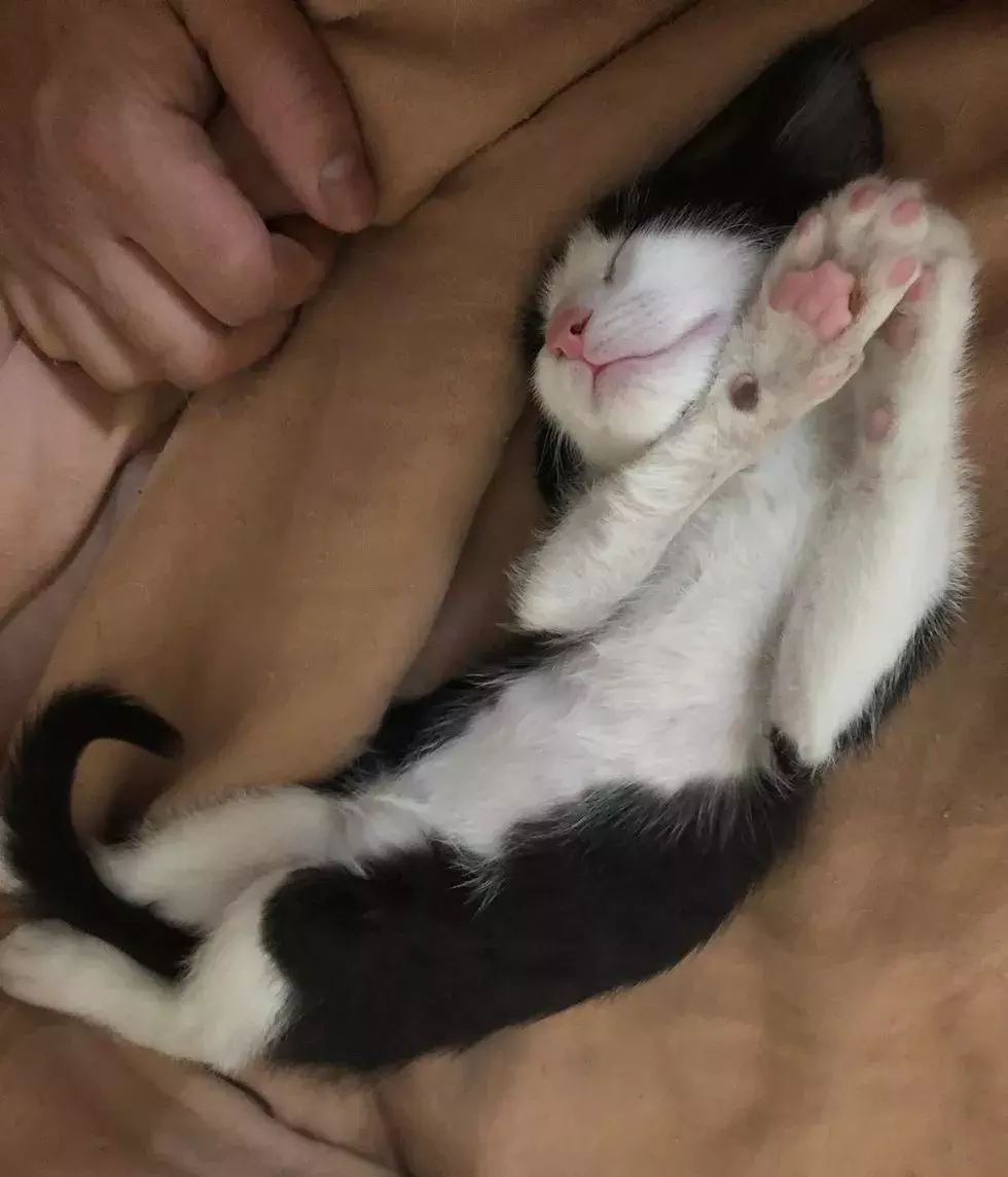 不想被截肢，4周大的小奶猫靠信念让骨折痊愈！