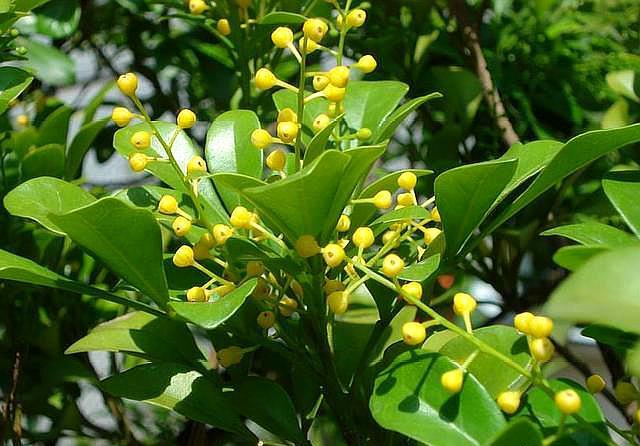 米兰花带“黄土”，第“1步”做好，叶片不黄不干不脱落，恢复快