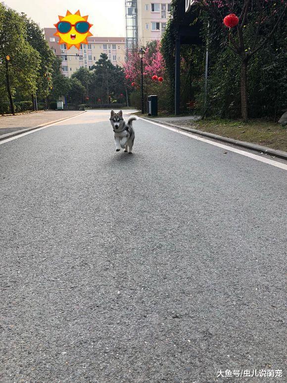二哈跟主人出來玩兒的時候看到一輛好車，非得上去坐會兒