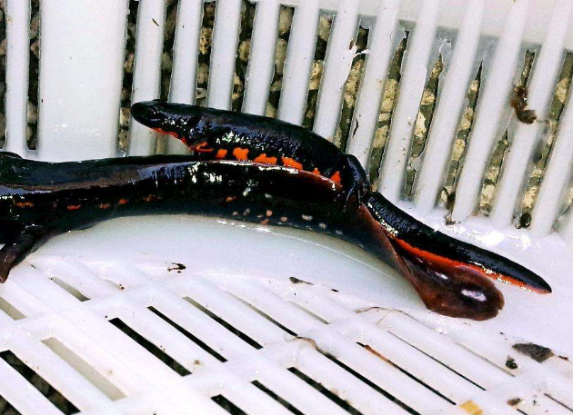 辟谣：水族市场的娃娃鱼是假的，真正的娃娃鱼个头是它的10倍