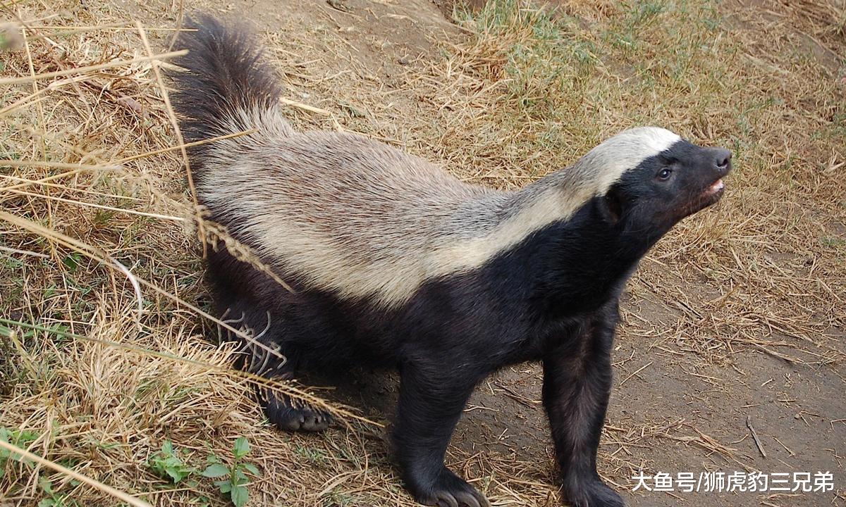 它是草原上最嚣张的动物, 连雄狮都怼, 却因一个优点带来灭顶之灾