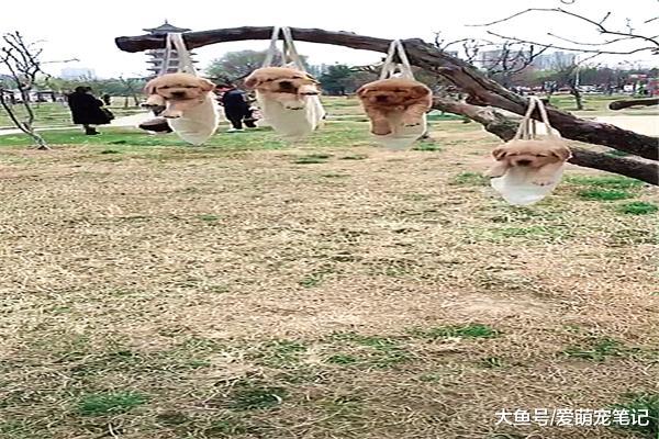 主人带四只小金毛晒太阳，结果都在打瞌睡，再睡树杈都要压断了！
