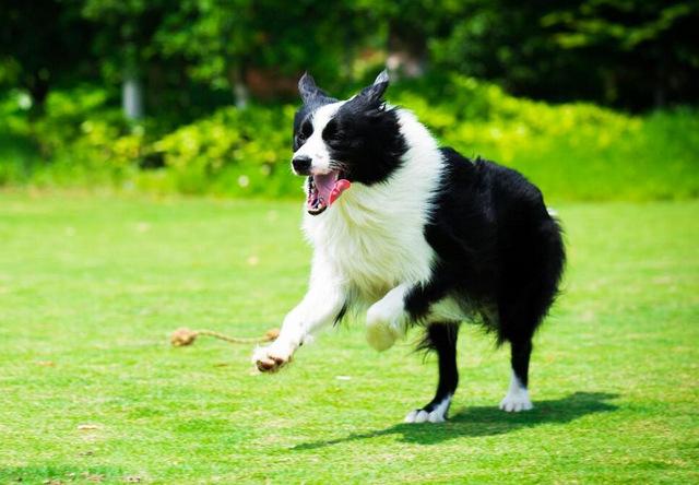 世界10大养起来最省心的狗狗，拉布拉多居榜首，金毛和泰迪也上榜