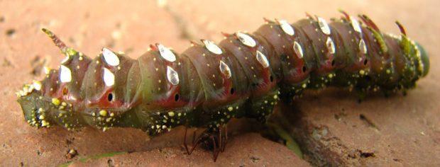 美丽的蝴蝶，来自它们更漂亮的毛毛虫