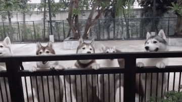 哈士奇“三世同堂”共计20只，主人平时的日常是这样的