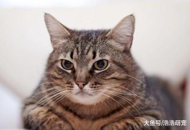 猫咪在水产市场偷鱼，被人们默认，店家还专门为它准备一些食物