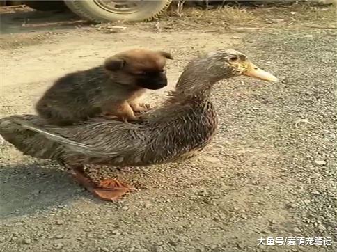 网友看到小土狗淡定的坐在鸭子身上, 像专属坐骑那样, 感觉好有爱