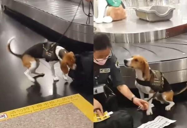 狗狗发现行李异常，立刻坐下提醒搭档：这个包有问题