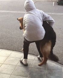 警犬專業戶德牧竟成了撒嬌精，主人直呼圖片與實物嚴重不符