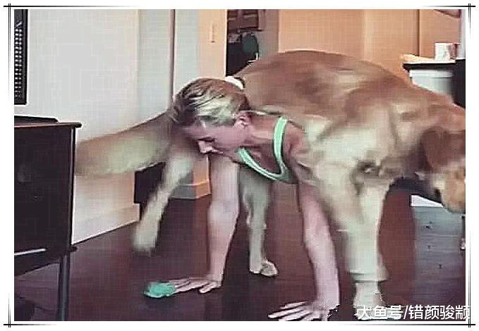 女主人正在做运动，金毛突然跑来骑在背上，下一秒男主人想不到