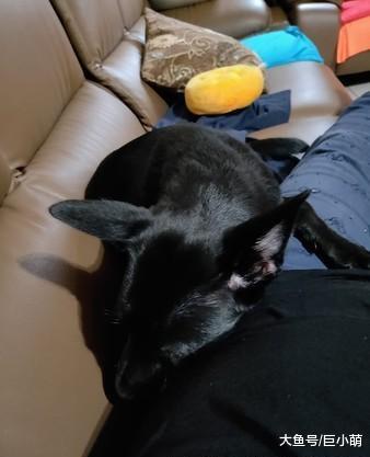 土狗拆家被抓现行，躲进沙发底屁股还被卡住，主人：准备烤乳狗了