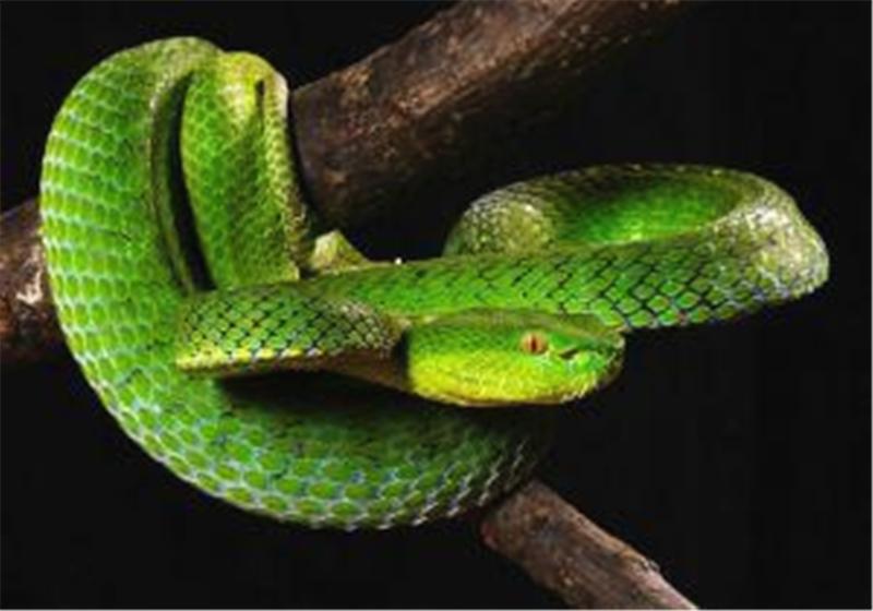 这是一种我国特有蛇种，排毒量虽小，但却能造成中毒性休克