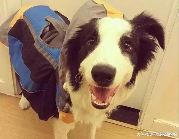 小编告诉你: 一只健康的狗狗, 一天需要拉几次便便!