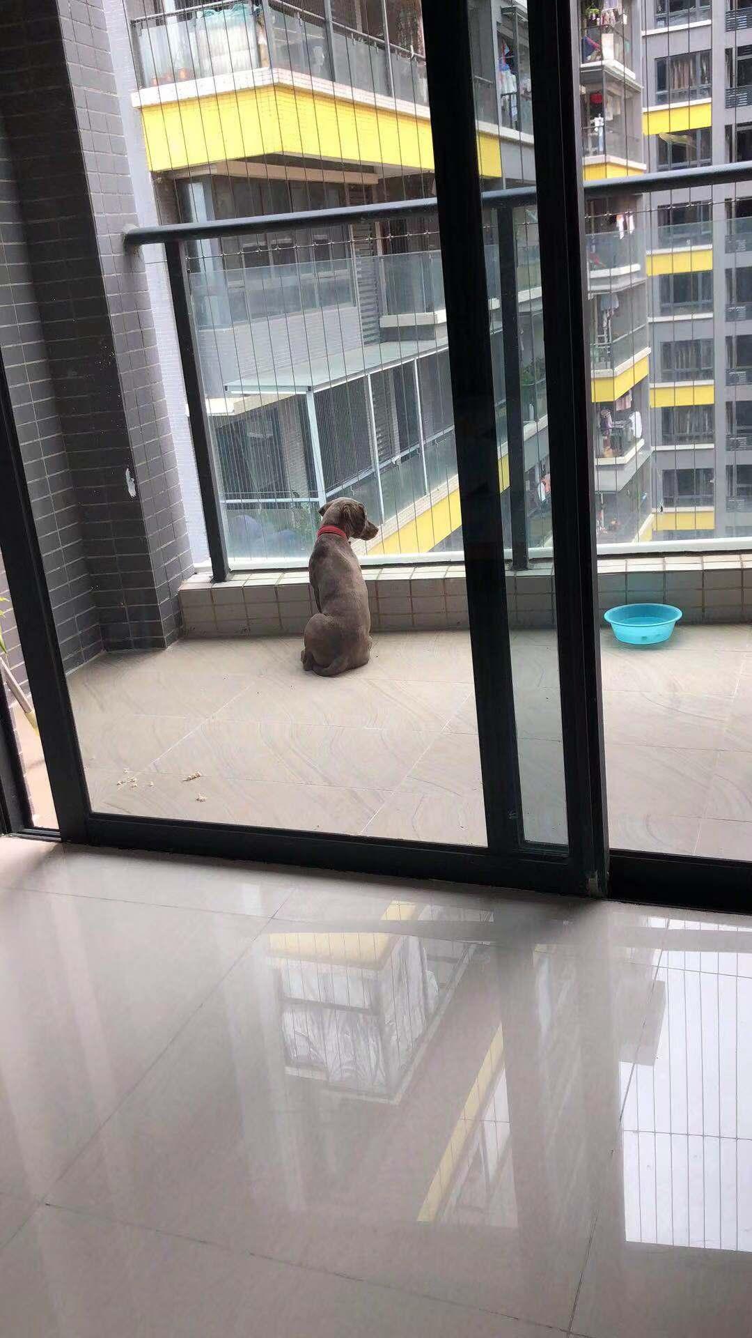 深圳市龙岗区平湖丹平公路天利宝木材附近寻找雪纳瑞串串