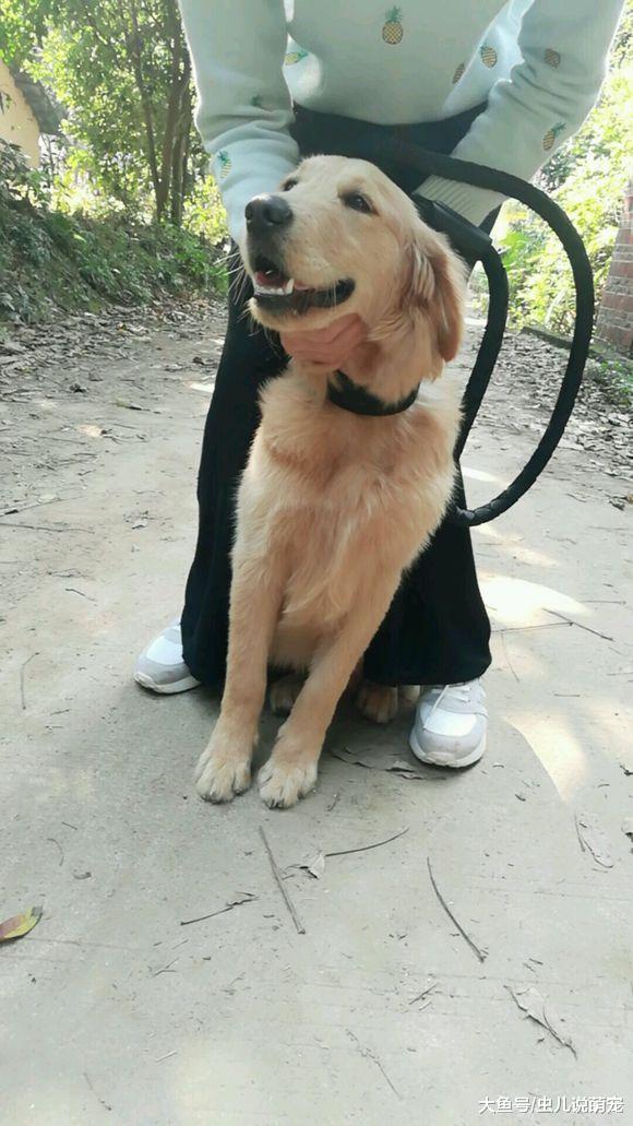 金毛上火了還不喝水，真讓人著急，網友：硬灌！