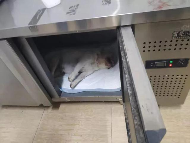 温州法斗宠物医院洗澡后去世，医院不救狗打电话让主人先签免责