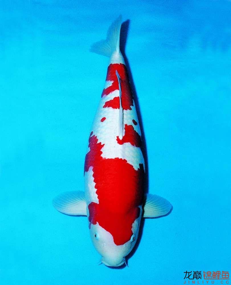 送你一雙火眼金睛，可迅速判斷出錦鯉魚疾病征兆