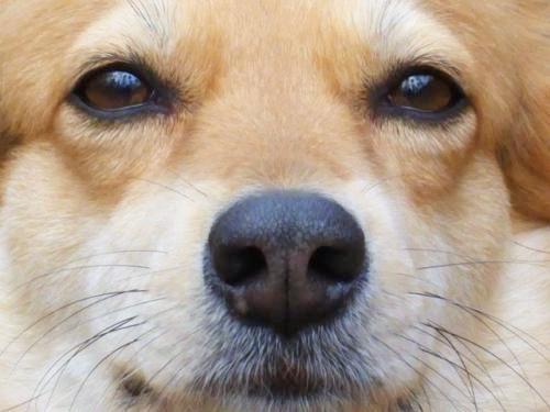 狗眼里的世界是黑白的？不不不，帶你了解狗眼里的世界是什么顏色