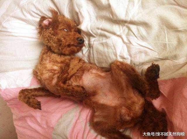贵宾犬的5种睡姿，每种所表达的意思都不一样，你家的是哪一种？